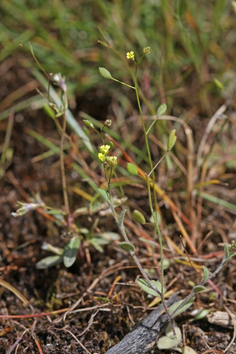 Shortstyle Draba
