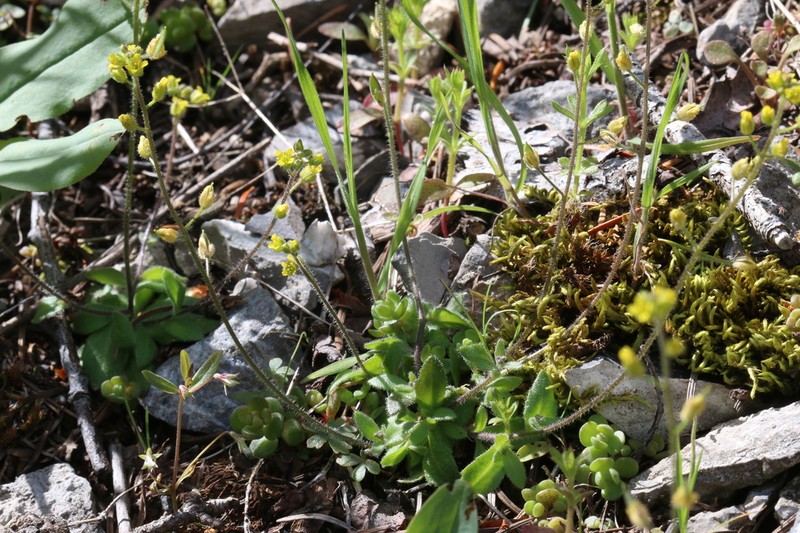 Shortstyle Draba photo 2