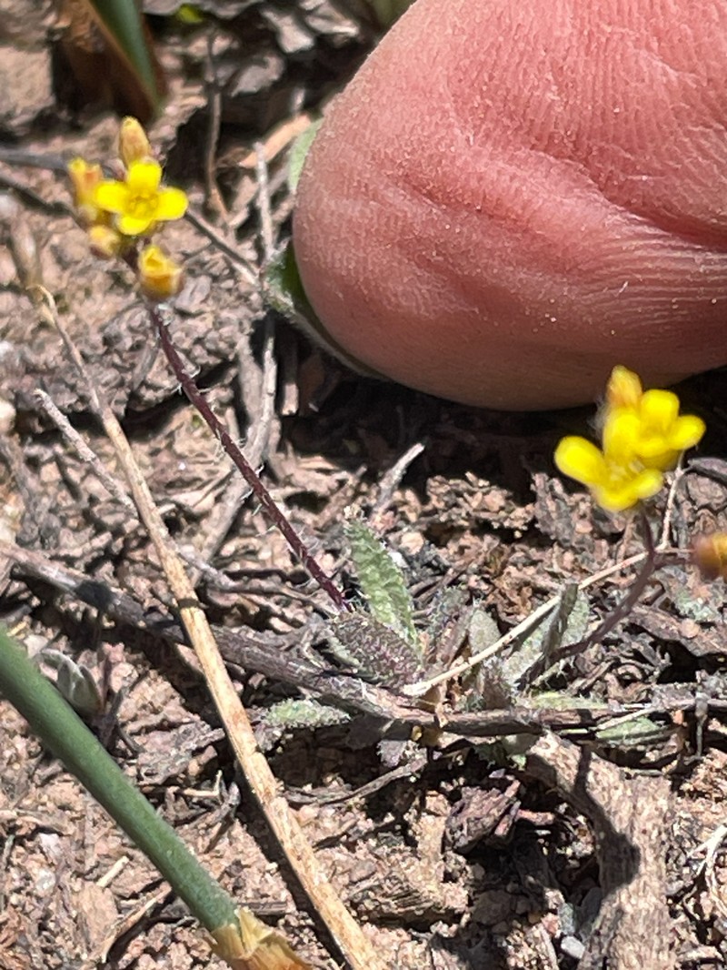 Shortstyle Draba photo 5