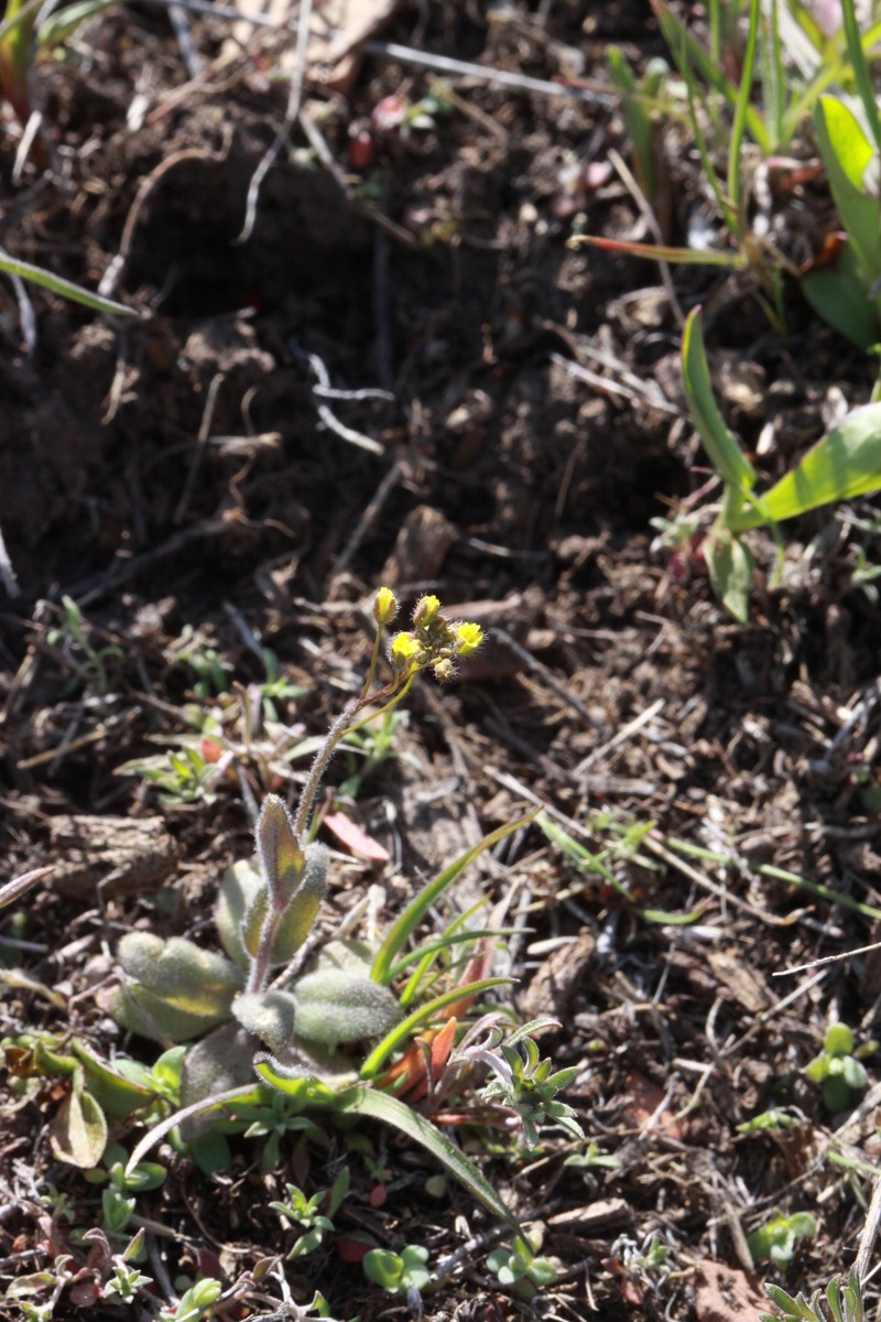 Shortstyle Draba photo 7