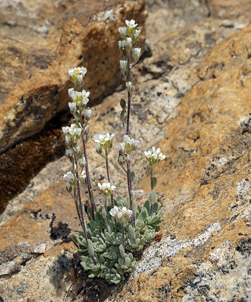 Cushion Draba