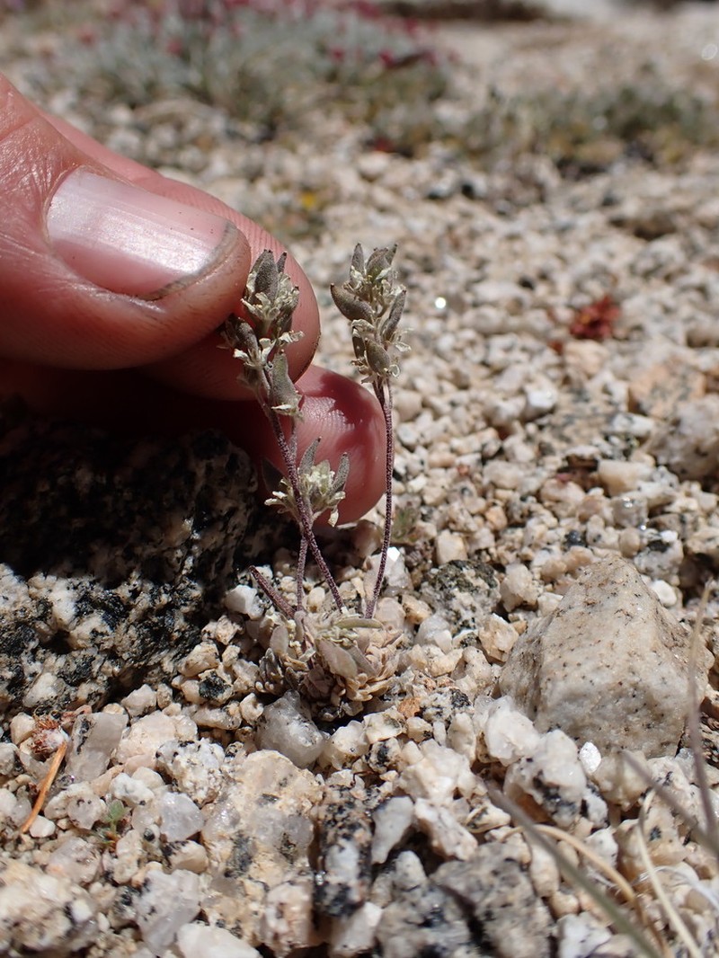 Cushion Draba photo 2