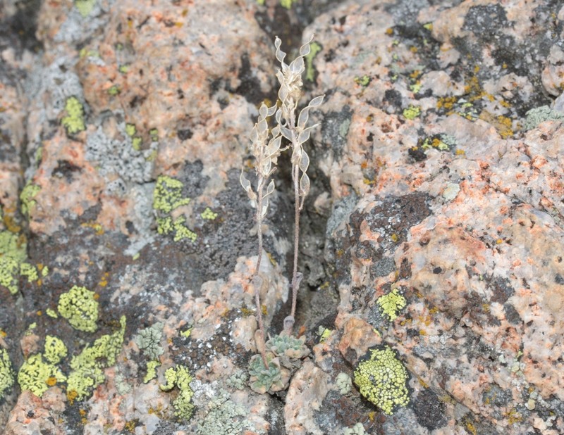 Cushion Draba photo 3