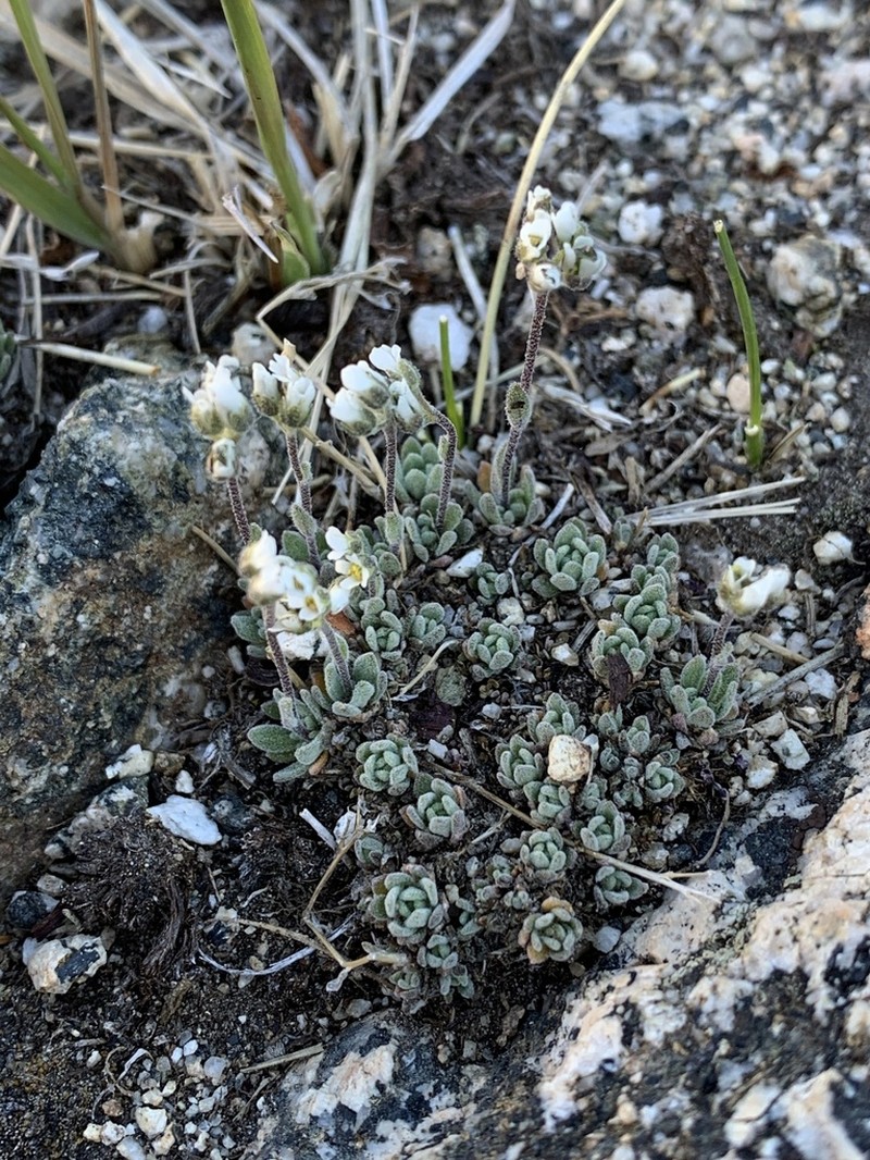 Cushion Draba photo 4