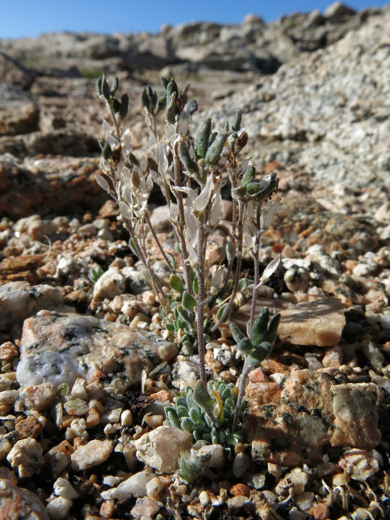 Cushion Draba photo 5