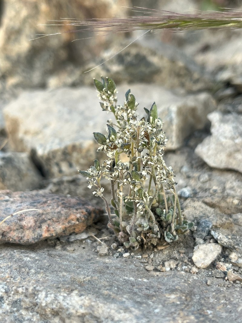 Cushion Draba photo 6