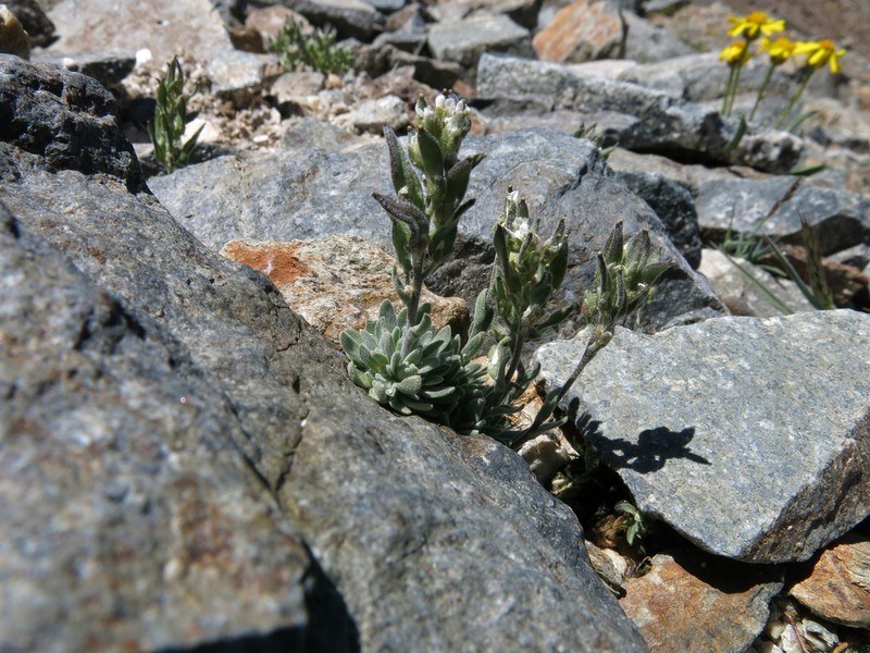 Cushion Draba photo 7