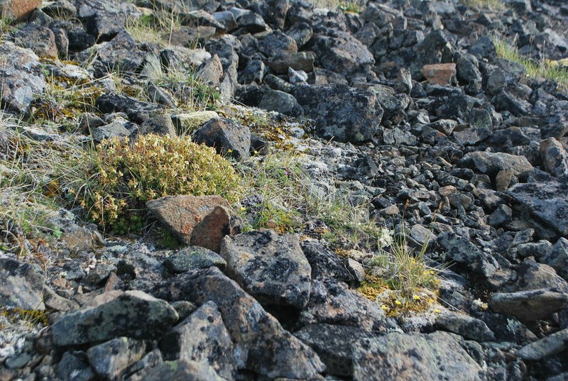 Draba bruce-bennettii