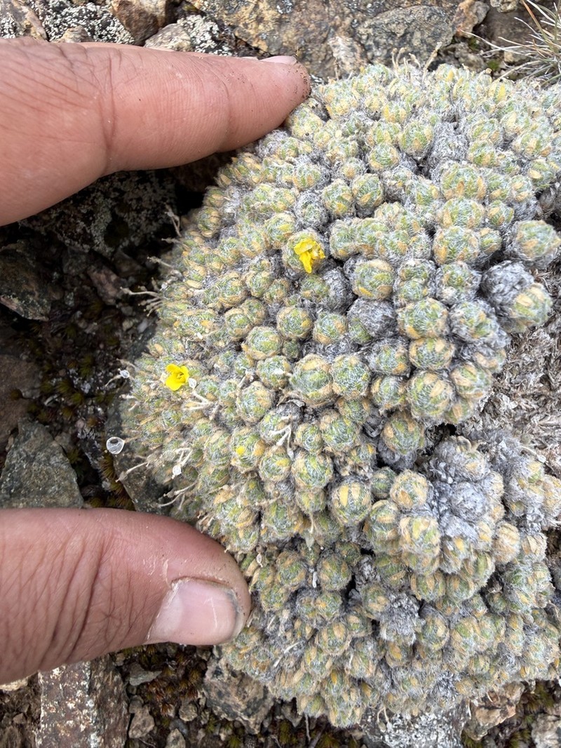 Draba bruce-bennettii photo 3