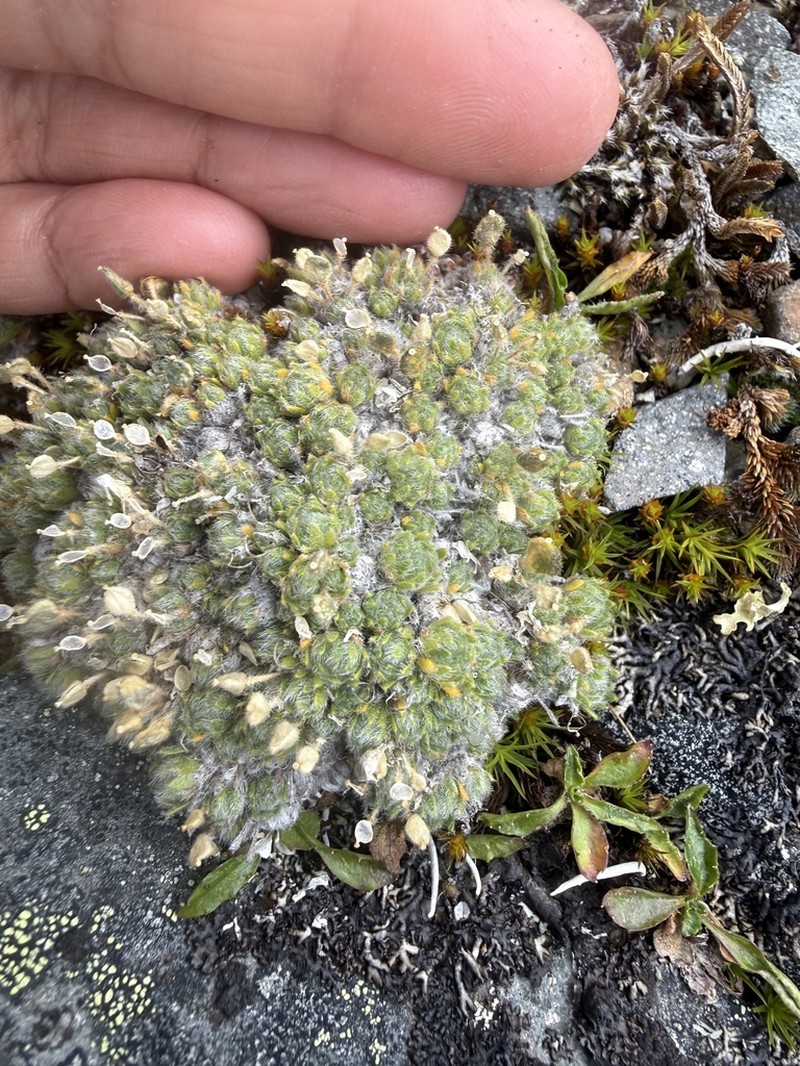 Draba bruce-bennettii photo 4