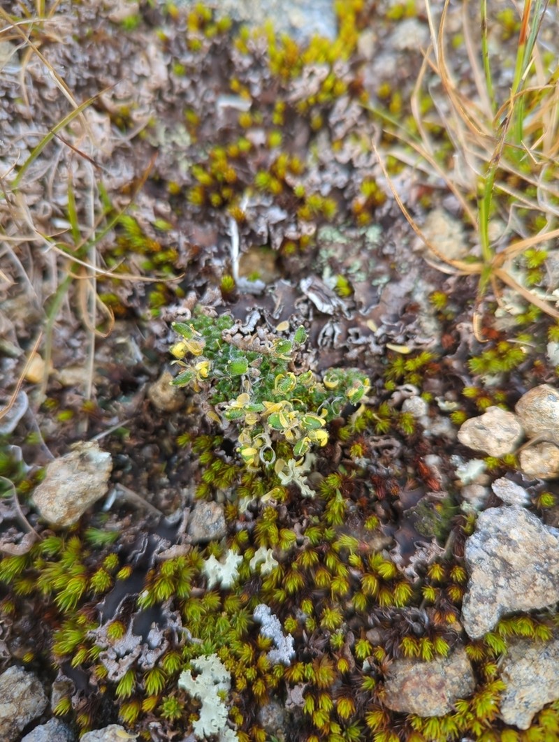 Draba bruce-bennettii photo 6