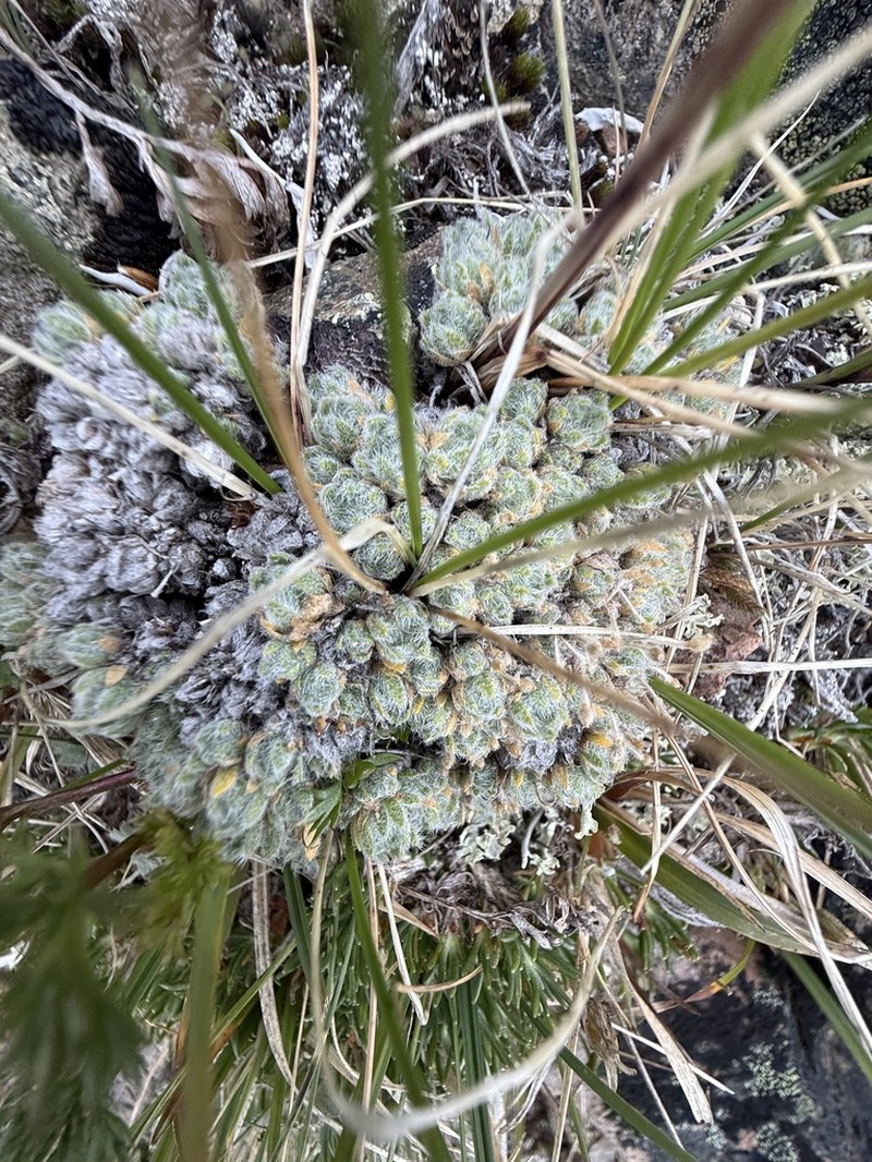 Draba bruce-bennettii photo 7