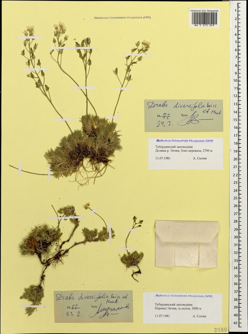 Draba bruniifolia subsp. bruniifolia photo 2