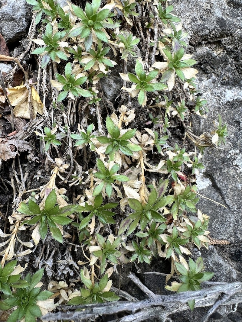 Snowbasin Draba