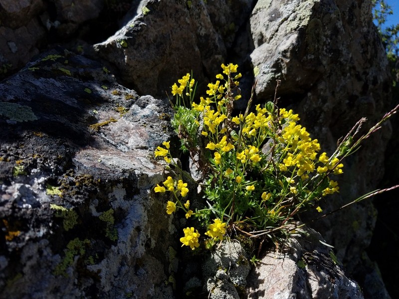 Snowbasin Draba photo 2