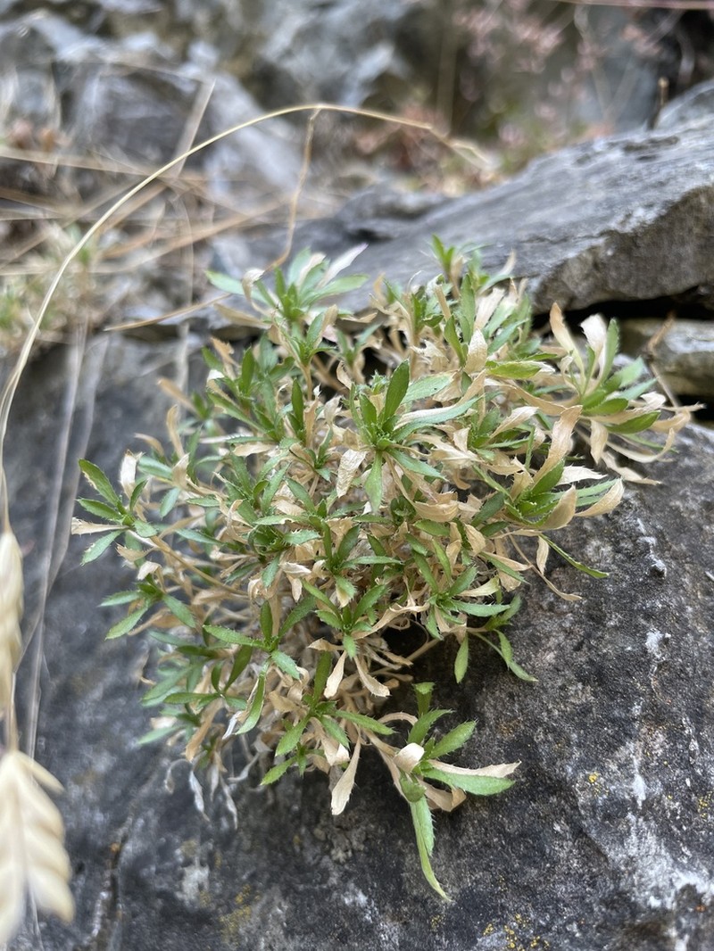 Snowbasin Draba photo 3