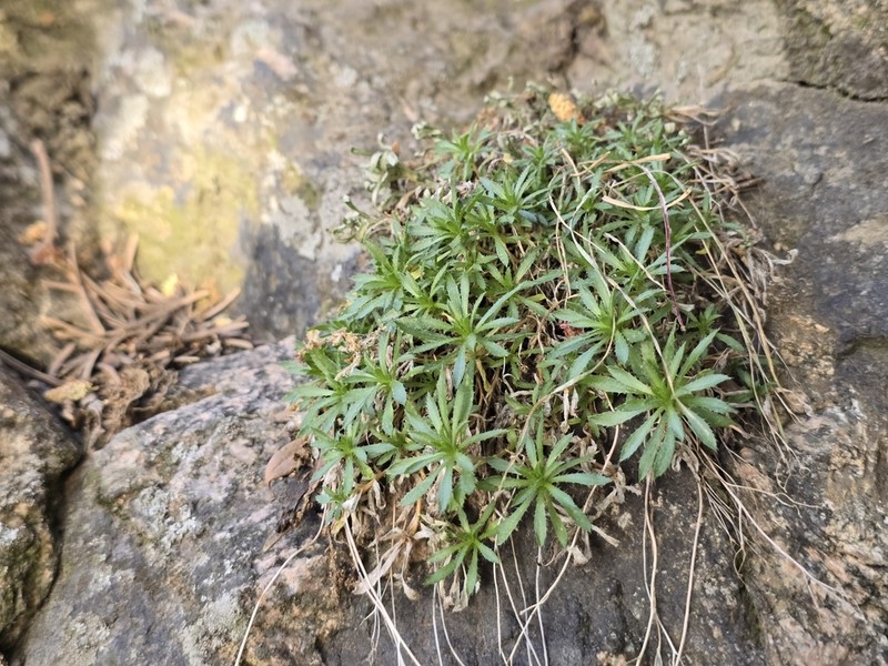 Snowbasin Draba photo 4