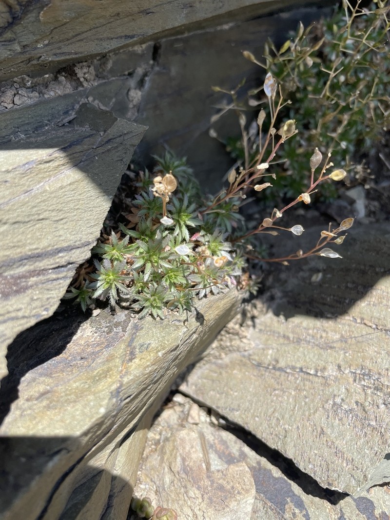 Snowbasin Draba photo 5