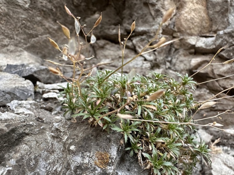 Snowbasin Draba photo 6