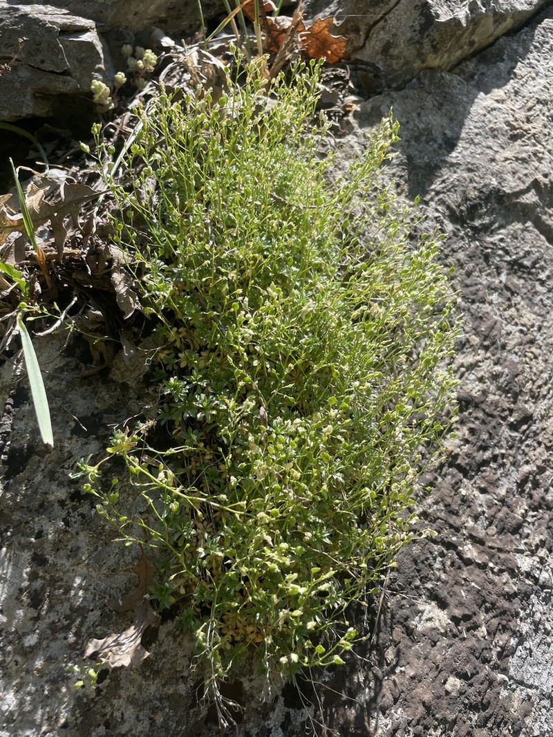 Snowbasin Draba photo 7