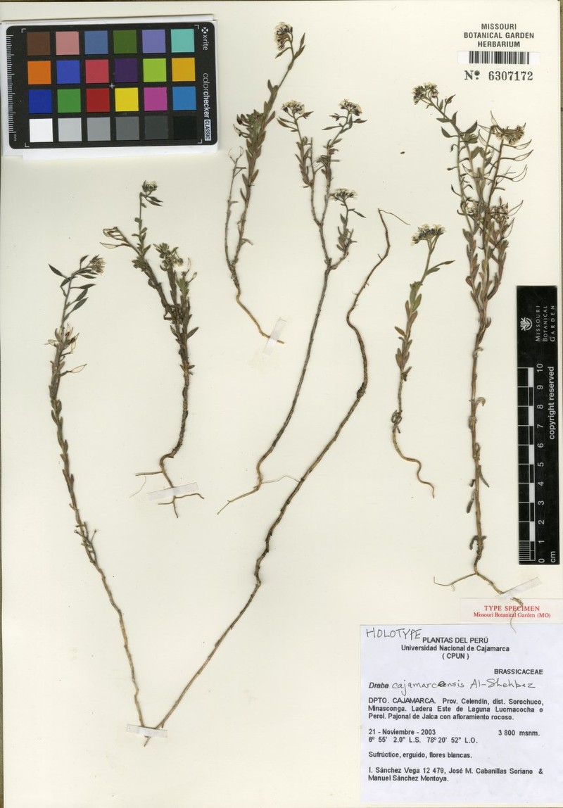 Draba cajamarcensis