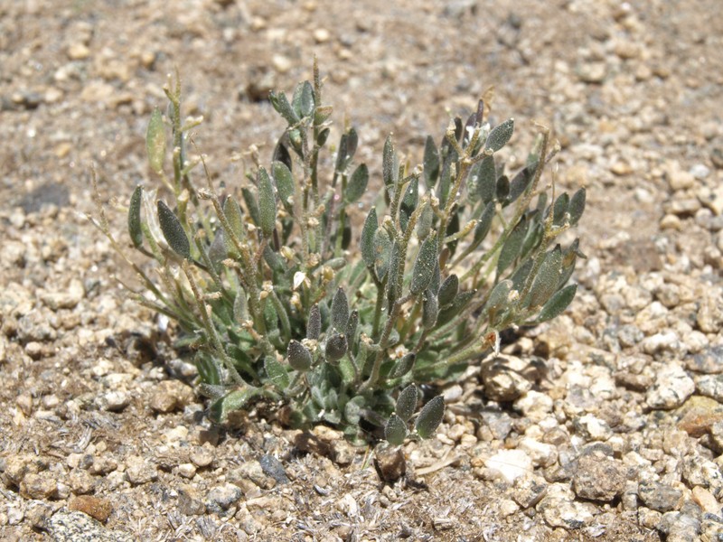 California Draba