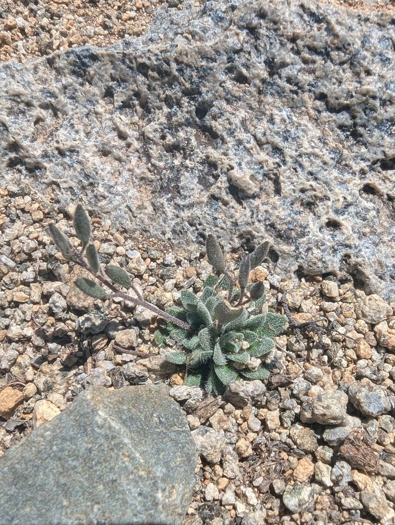 California Draba