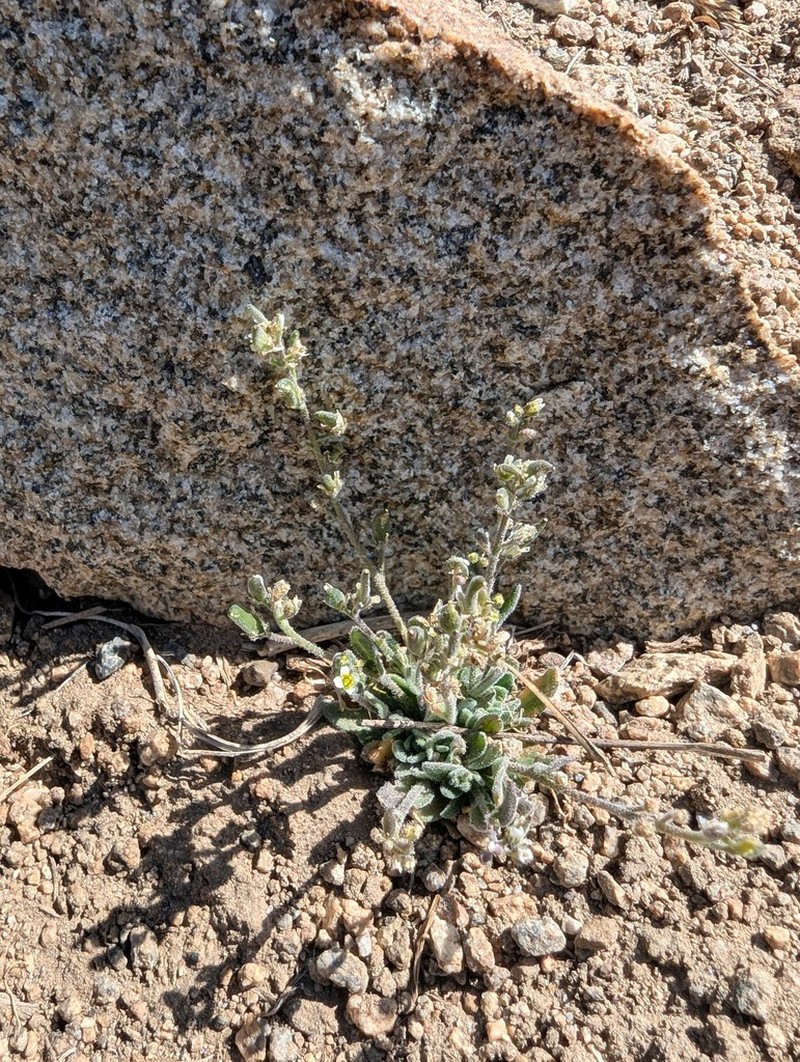 California Draba photo 2