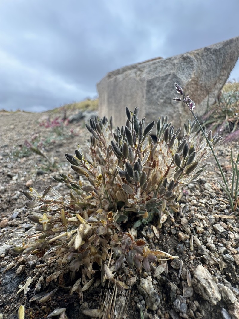 California Draba photo 3