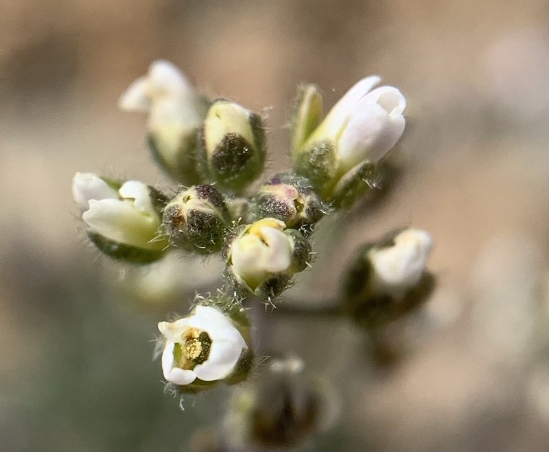 California Draba photo 4
