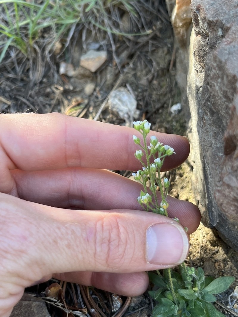 California Draba photo 5
