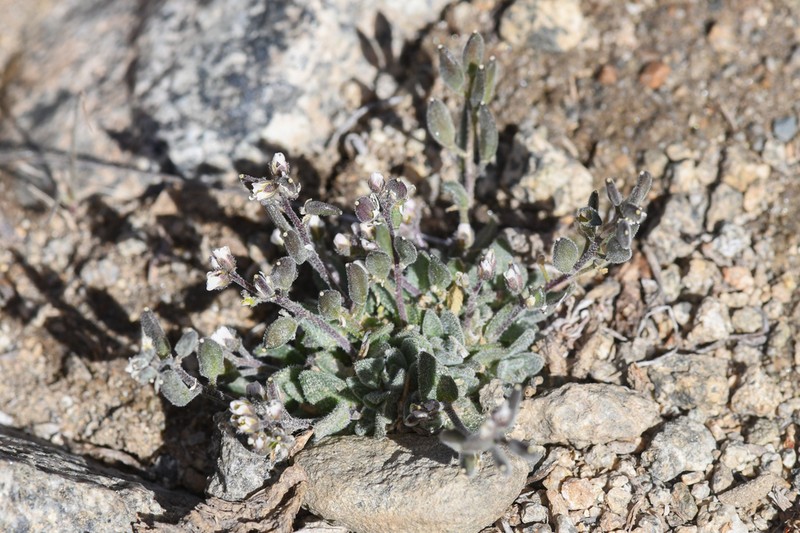 California Draba photo 6