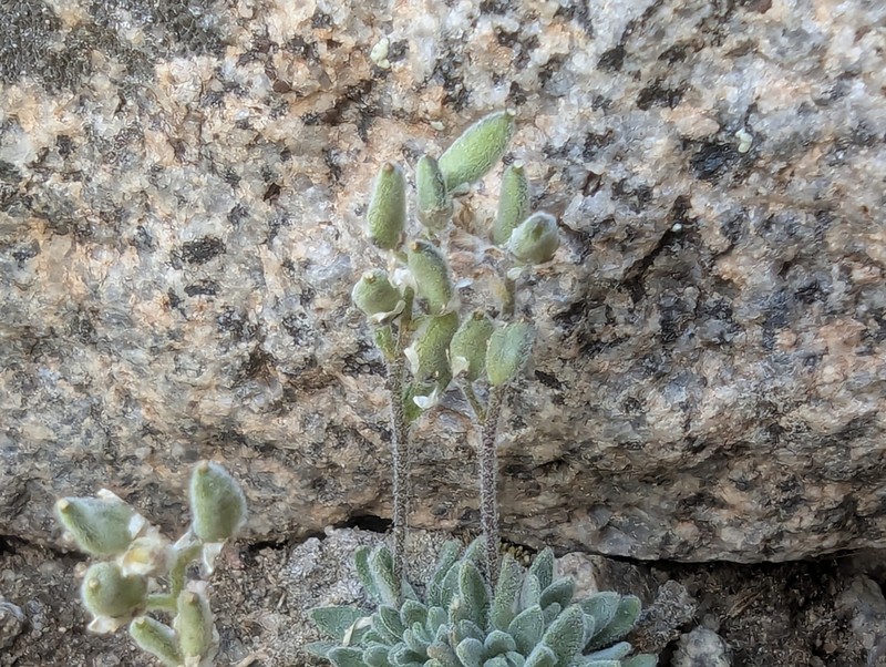 California Draba photo 7