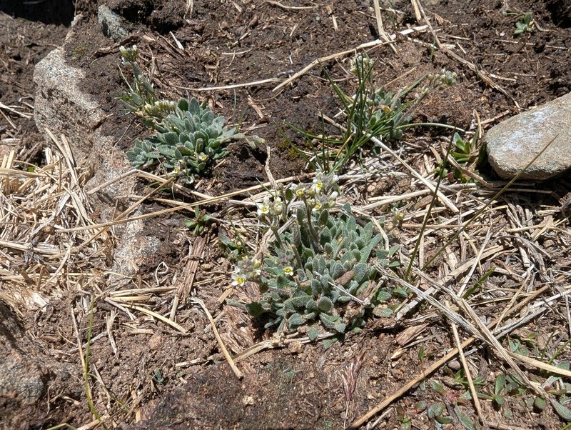 California Draba photo 8
