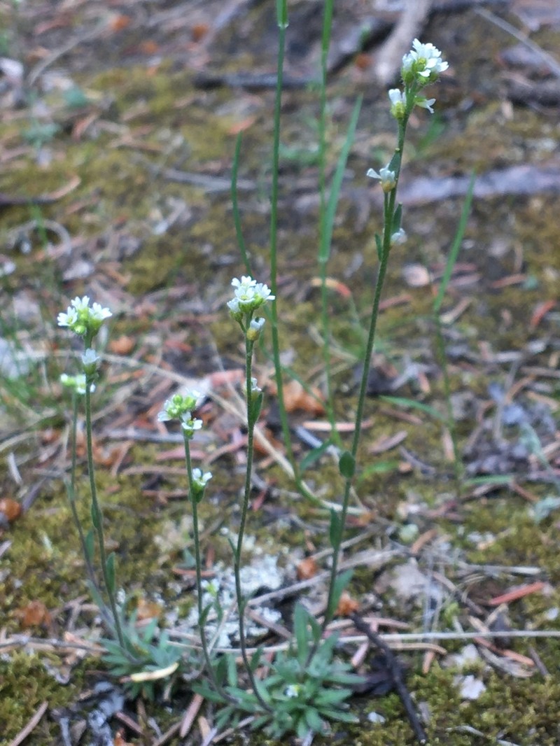 Draba cana