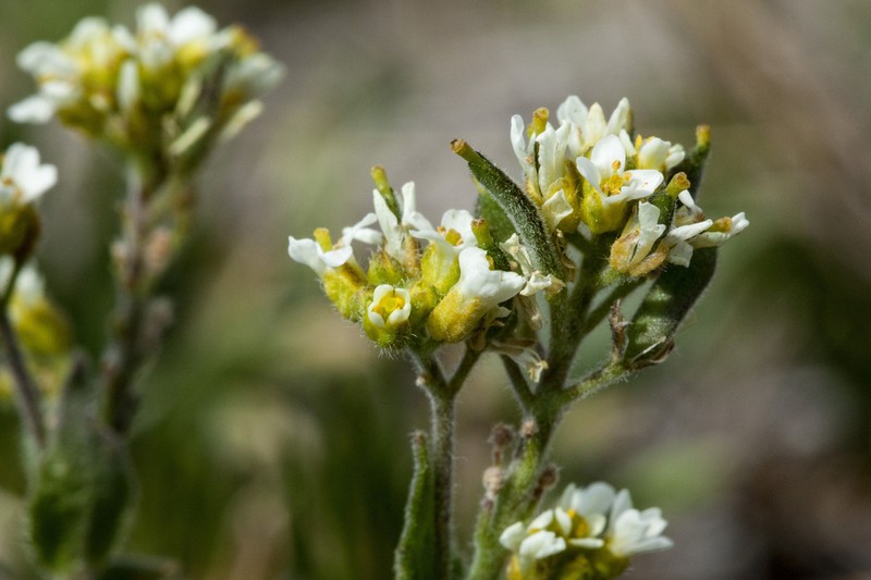 Draba cana photo 2