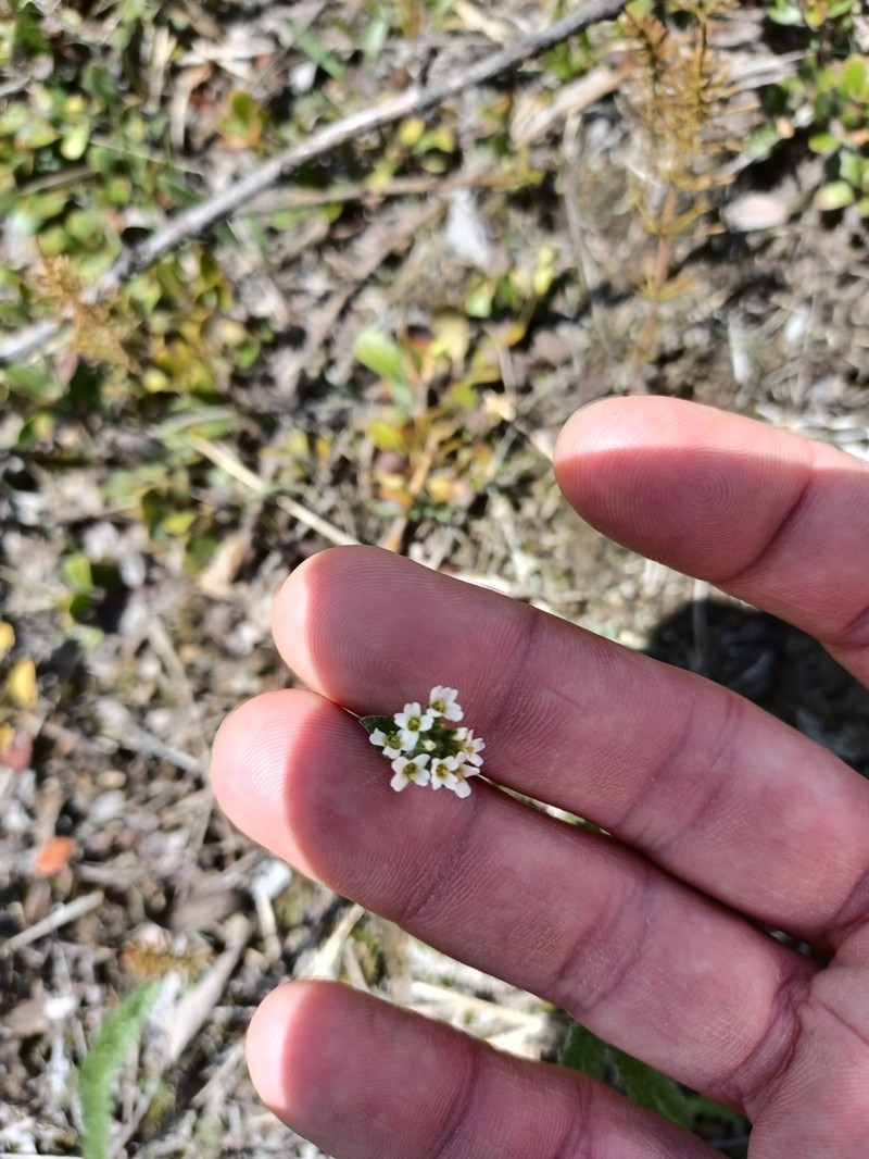 Draba cana photo 3