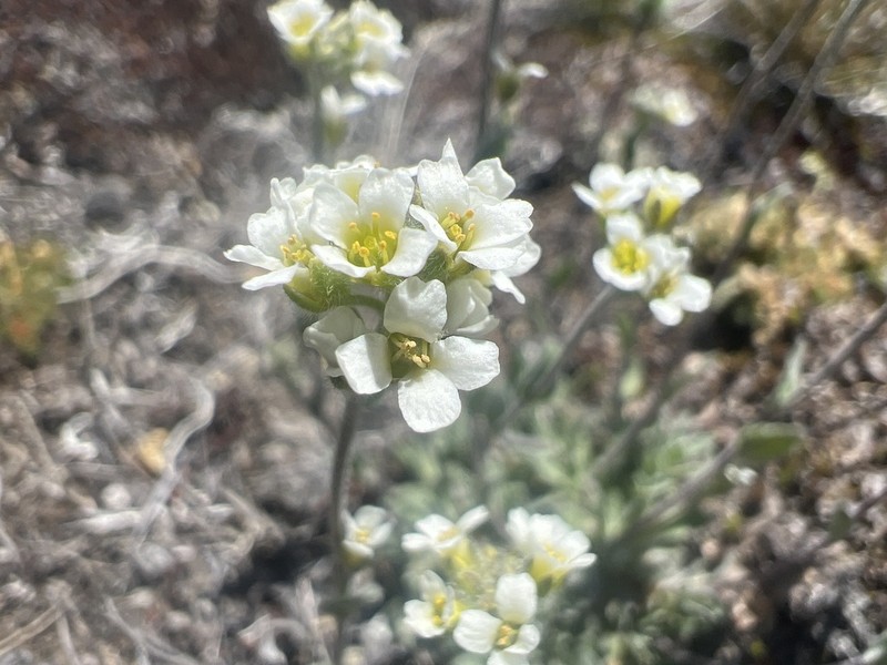 Draba cana photo 4