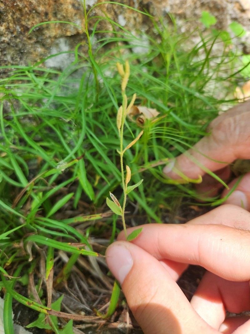 Draba cana photo 5