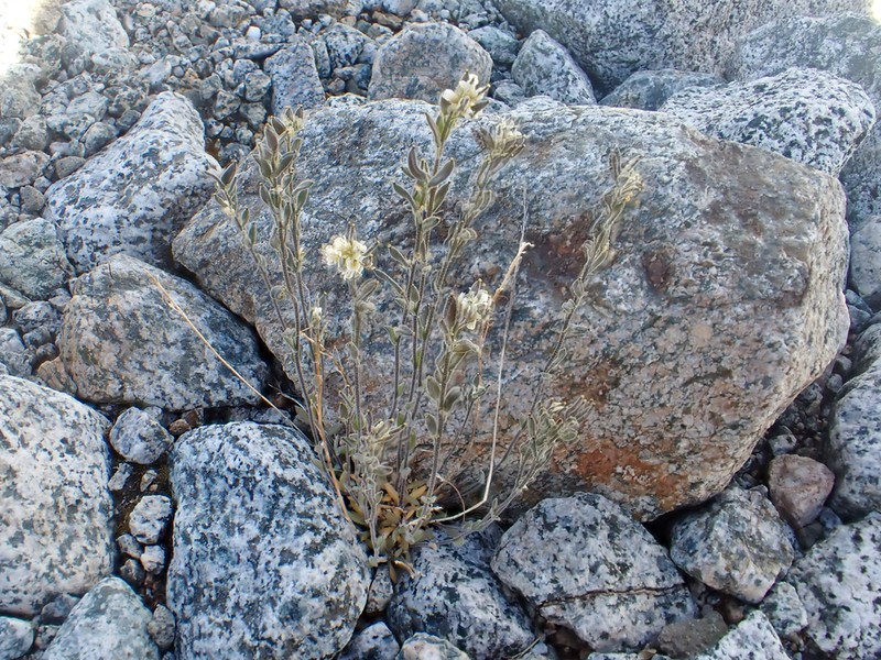Draba cana photo 6