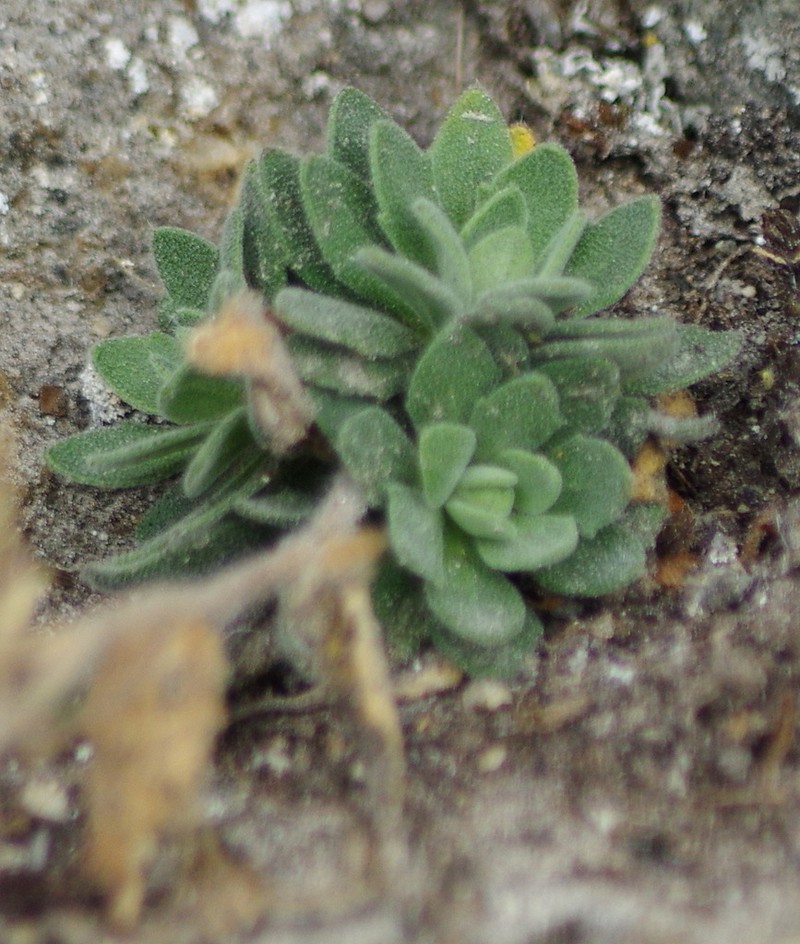 Draba cana photo 7