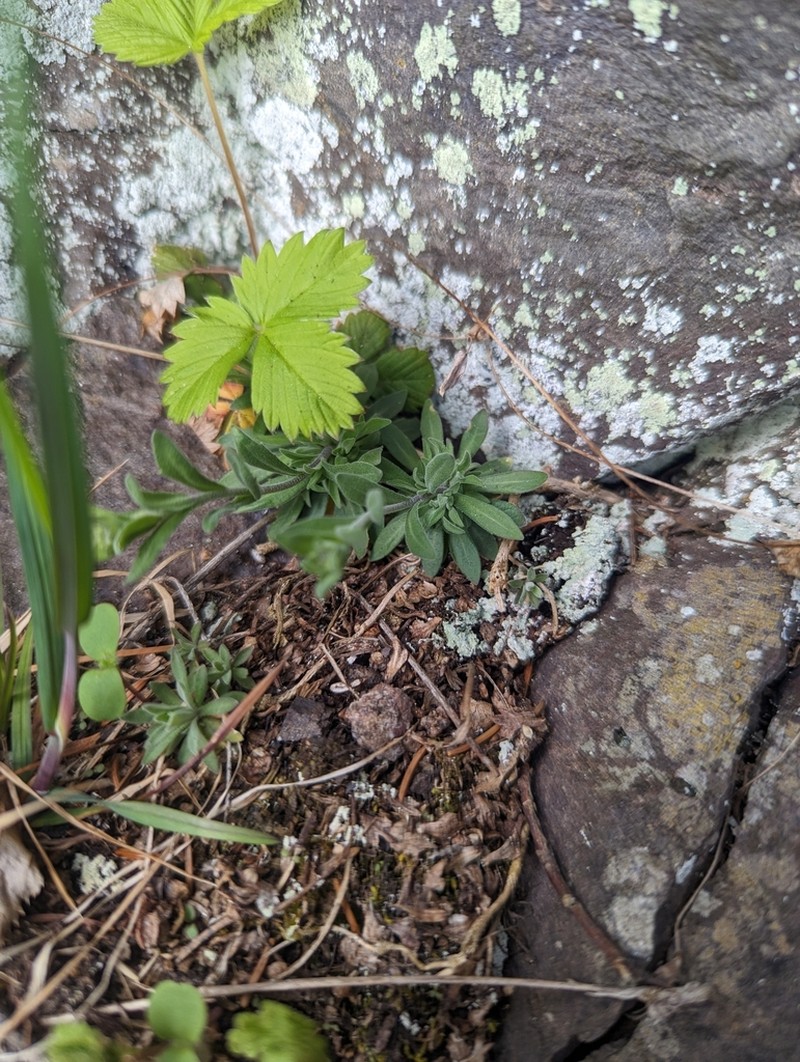 Draba cana photo 8