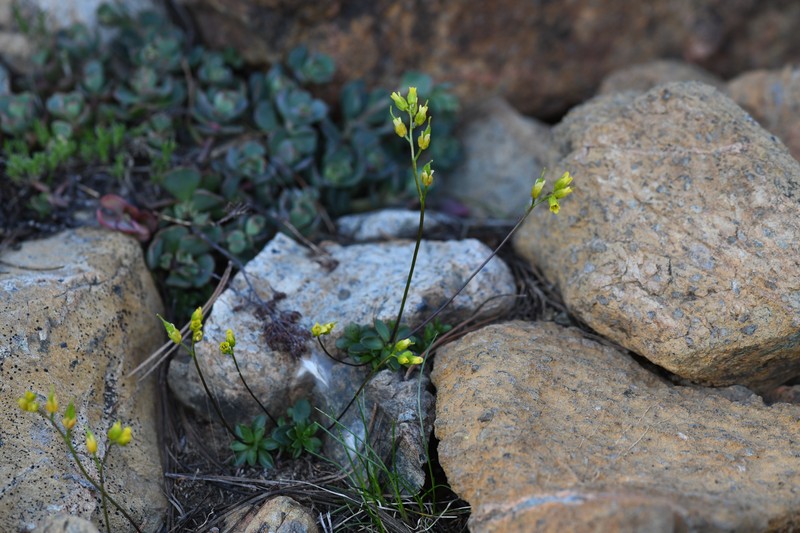 Mt. Eddy Draba photo 7