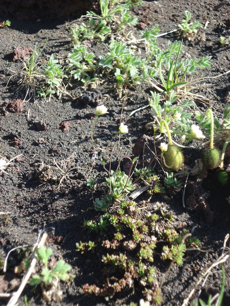 Cape Thompson Draba