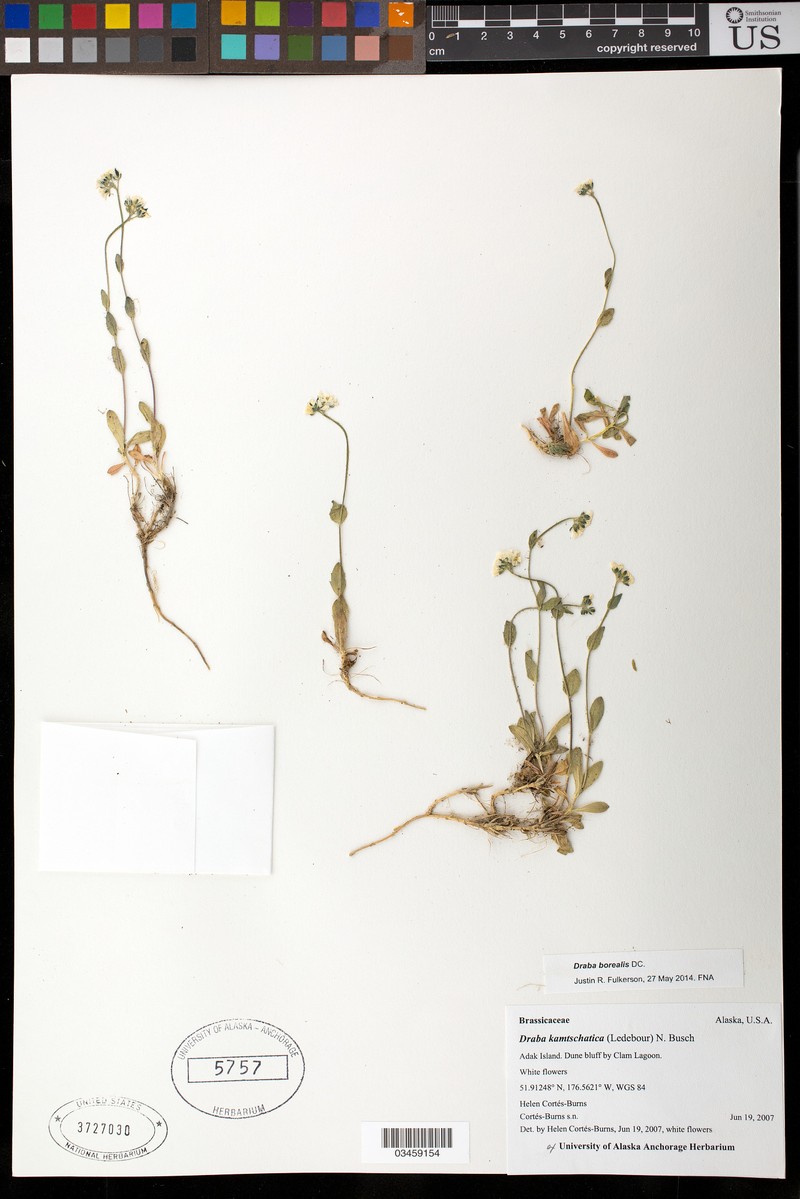 Cape Thompson Draba photo 3
