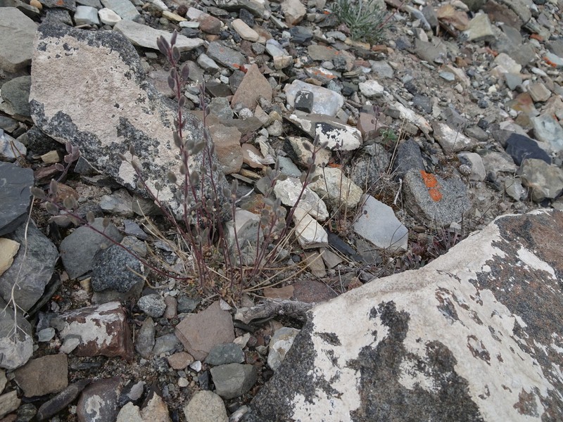 Grayleaf Draba