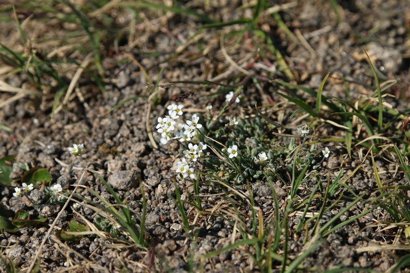 Grayleaf Draba photo 2