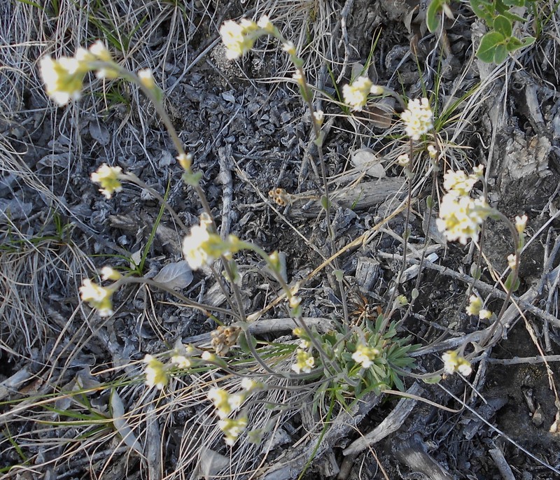 Grayleaf Draba photo 3