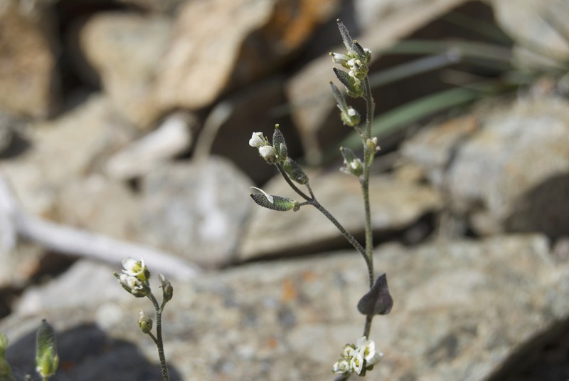 Grayleaf Draba photo 4