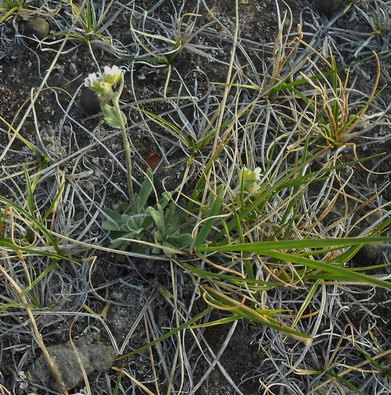 Grayleaf Draba photo 5